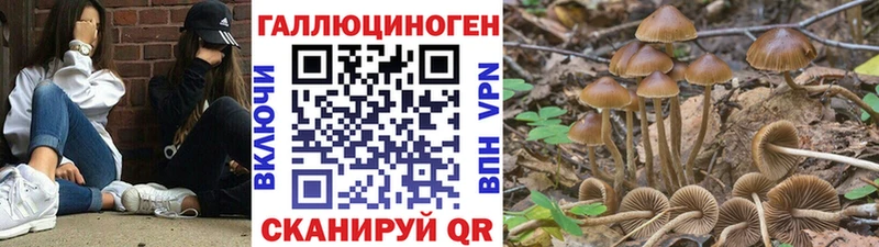 Купить где  Рыбинск  Галлюциногенные грибы мицелий 
